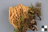 Ramaria aurea image